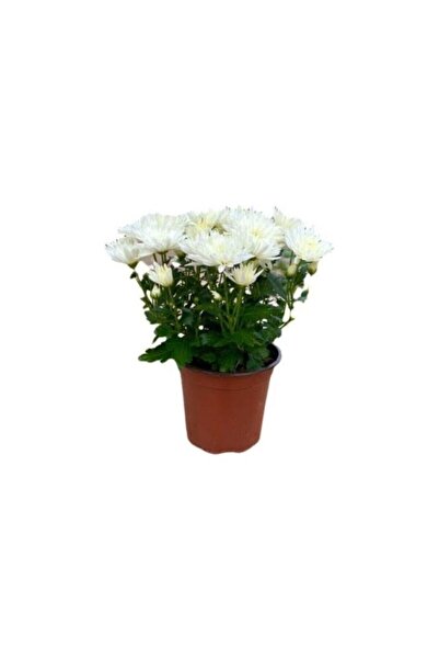 Mimoza Beyaz Kasımpatı Krizantem Fidanı Beyaz Saksılı 10-20 Cm
