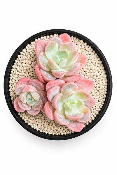 Mialys Premium Seri | İthal Sukulent Echeveria Love Song Nadir Koleksiyonluk ...