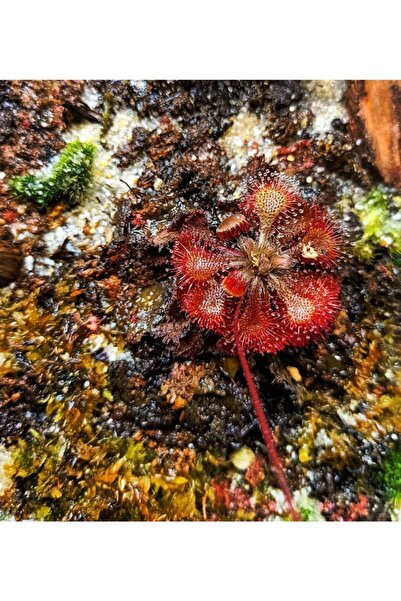 mobuflora Drosera Lovellae Özel Tür Sinek Kapan Etobur Bitki