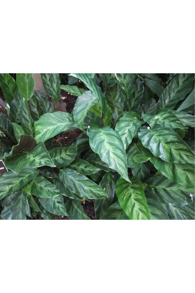 Genel Markalar Calathea Louisae Dua Çiçeği Fidanı 10-20 cm