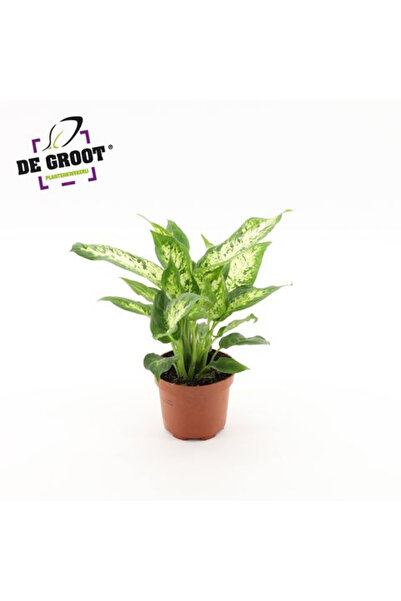 Eufloria Dieffenbachia 'Compacta' Ø12cm