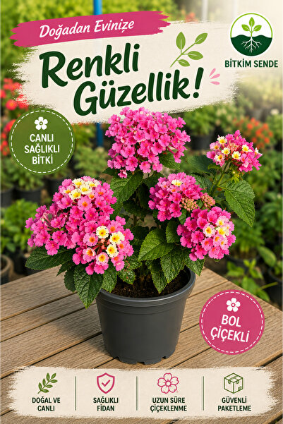 Gardenbox Pembe Renk Lantana Çalı Minesi Çiçeği 20-30cm Sakıslı İç Dış Mekan ...