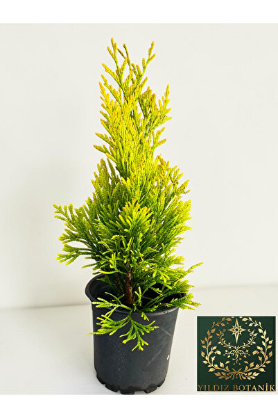 YILDIZ BOTANİK Altuni Piramit Yarı Bodur Plicata Mazı Fidanı ' Thuja Plicata ...