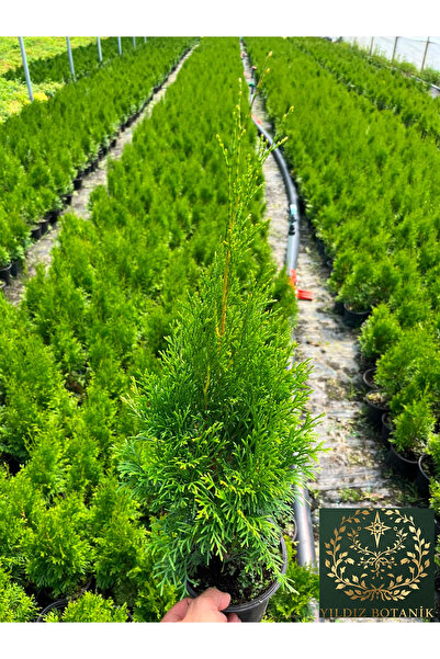 YILDIZ BOTANİK Smargat Mazı Fidanı Çit Bitkisi 'Thuja Smaragd' 25-30 CM