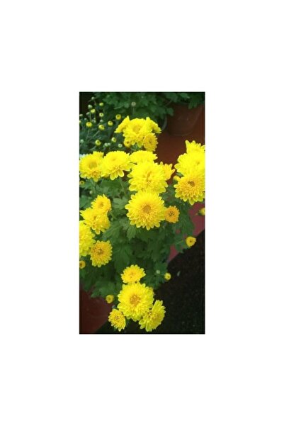 Genel Markalar Sarı Kasımpatı Krizantem Chrysanthemum Çiçeği 10-20 Cm