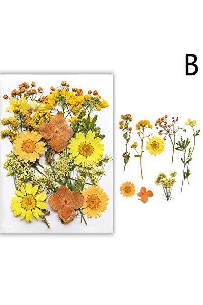 Choice14 B Dried Flowers Real Natural Plant Pressed Flower For Epoxy Resin Fi...