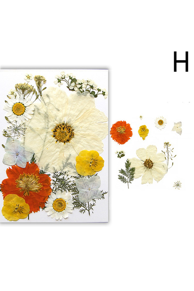 Choice3 H Dried Flowers Real Natural Plant Pressed Flower For Epoxy Resin Fil...