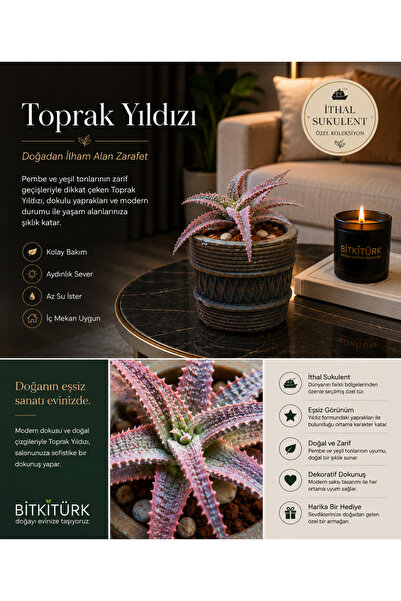 BitkiTÜRK Toprak Yıldızı İthal Sukulent – Dekoratif Saksılı Premium İç Mekan ...