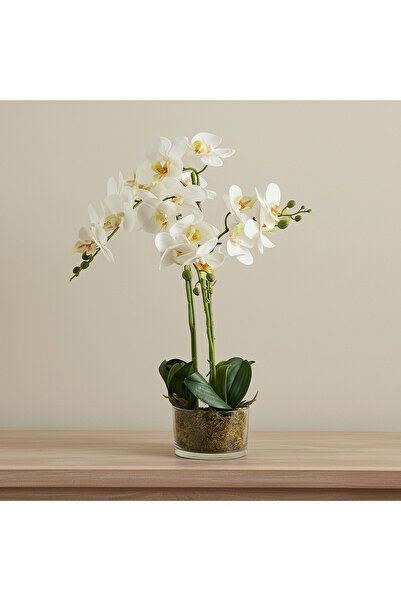 Home Box Areos Artificial Orchid Potted Plants in Glass Pot - 13x55 cm