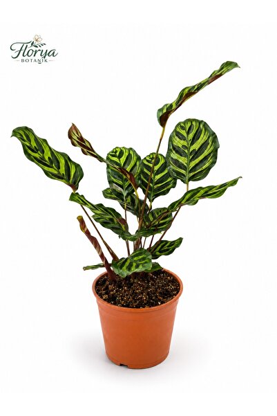 Florya Botanik Calathea Makoyana - Tavus Kuşu Dua Çiçeği Xl - Ev Ofis Salon I...