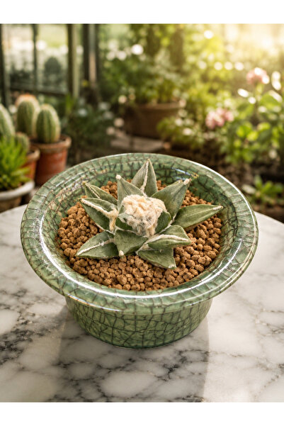 ATLANTE CACTUS Ariocarpus fissuratus