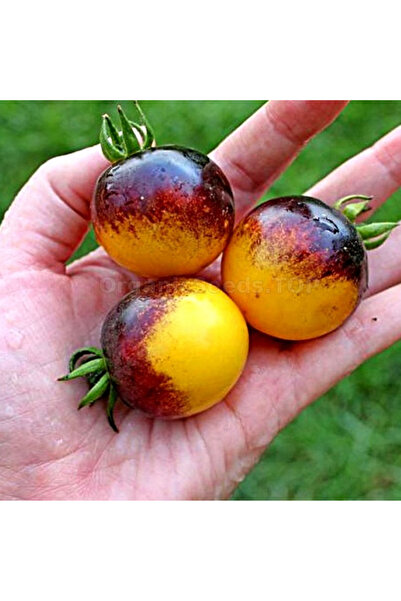 Tohum Dünyası 10+ Adet Bosque Bumblebee Domates Tohumu - Koleksiyonluk Domates