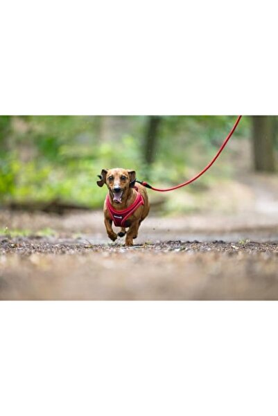 Yıldızan Terra Organic Dog Collar, Neoprene, Red, S, 38-44cm Terra Organic 10...