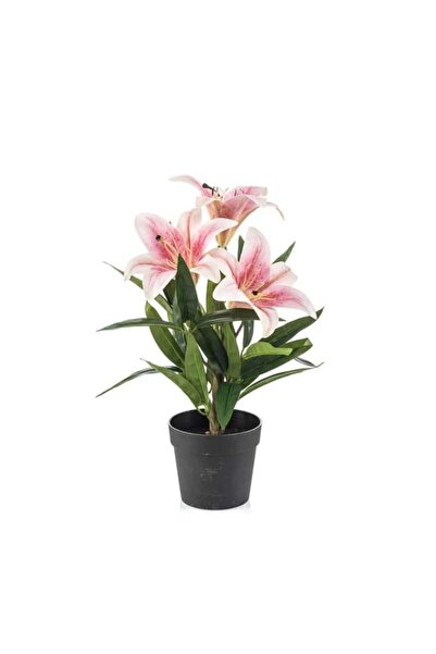 PROMISEBACKDROP2 Pembe Lilyum, Saksılı 50 cm