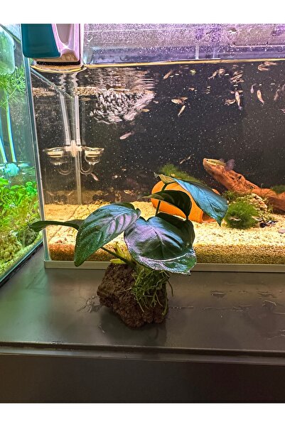 shop 🌿Büyük Boy Anubias Barteri – Kayaya Sarılı Canlı Akvaryum Bitkisi – Bak...
