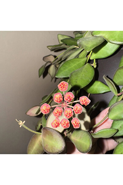 Eufloria Hoya burtoniae Ø14cm