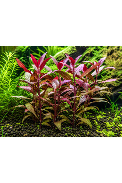 Moss Akvaryum Alternanthera Sessilis Akvaryum Bitkisi, Canlı Bitki 5 Dal