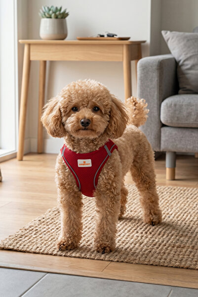 GOBYPET Kediler Ve Köpekler İçin Rahat, Dayanıklı Göğüs Tasması M