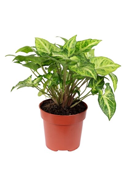 OEM Syngonium, Arrowhead, 25 cm, diametrul ghiveciului 12 cm, Verde