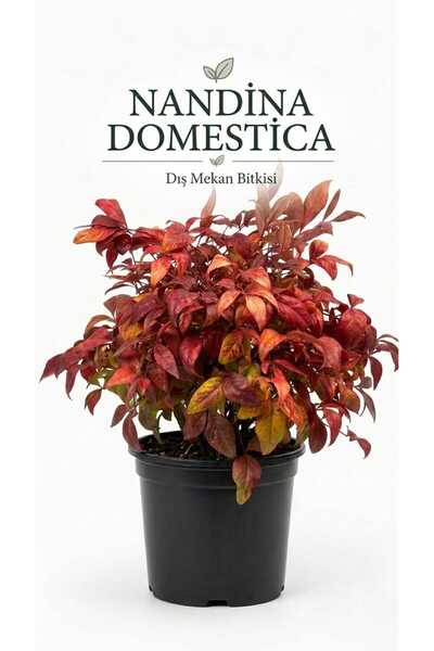 Nandina Domestica Kutsal Bambu Kırmızı Yapraklı Dış Mekan Süs Bitkisi