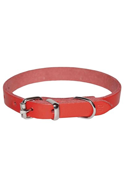 4dog Zgardă de câine din piele roșie pentru rase mici, 12 mm x 360 mm