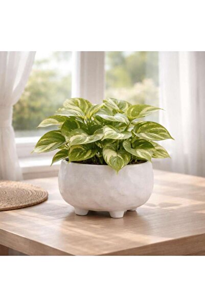 PAN HOME Plummer Stoneware Organic Round Planter 17.5x17.5x14.3cm - White