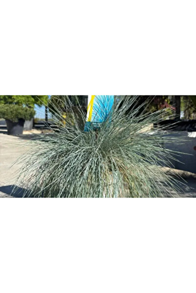 OEM Festuca Glauca Elijah Blue - iarbă decorativă 20-30 cm