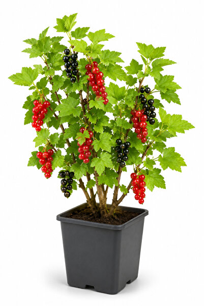 Rosemary Garden Ribes Rubrum Kırmızı Siyah Frenk Üzümü Fidanı 30-50 cm Kare Ü...