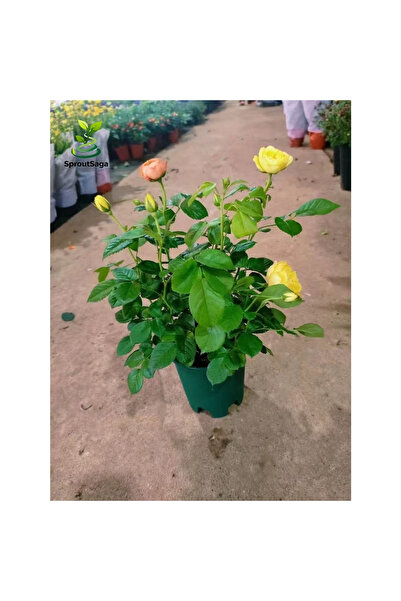 123 Mixed Fantasy Roses: Three Options (Seeds/Rose Cuttings/Rose Cuttings in ...