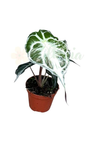 Eufloria Alocasia 'Venom' Ø8cm