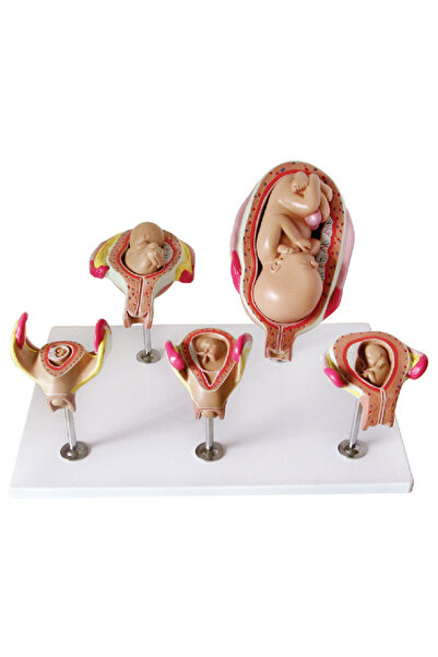EgeAnatomi Maketleri Hamilelik Serisi, 5 Model - Fetus Gelişim Süreci Maketi