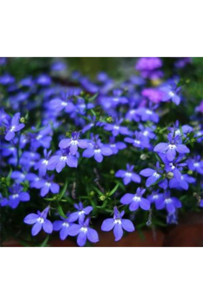 123 100 Blue Moonflower Seeds, Suitable for Drought-Tolerant Perennial Ground...