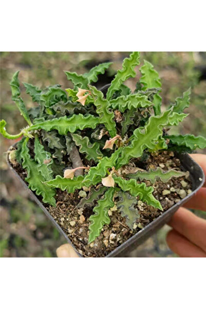123 Crispa Seeds, 1000 Units, Ornamental Plant with Green Corrugated Leaves