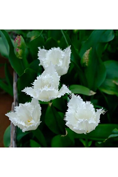 Bloom & Sow Seed بذور زهرة التوليب البيضاء النادرة ذات الأوراق المدببة؛ مناسب...