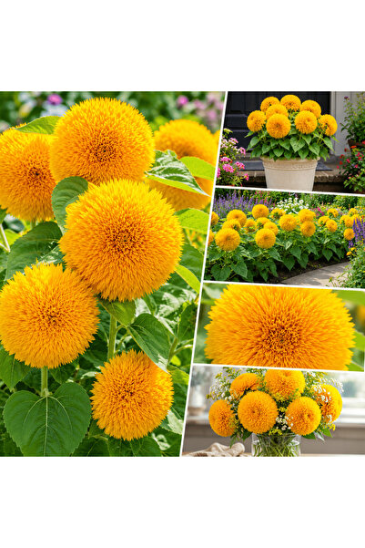 Bloom & Sow Seed بذور دوار الشمس تيدي بير - صنف ذهبي ذو بتلات مزدوجة؛ مناسبة ...