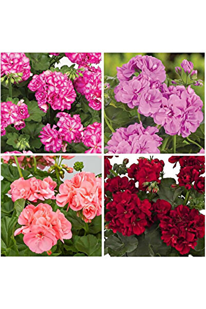 Bloom & Sow Seed بذور الجيرانيوم (بيلارجونيوم) ذات الزهرة المزدوجة واللونين ا...