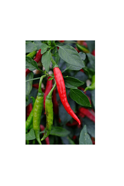 Garden Σπόροι Καυτερής Κόκκινης Πιπεριάς F1