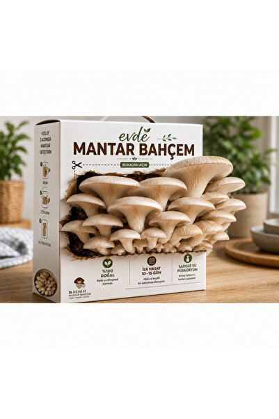 Evde Mantar Bahçem Mantar