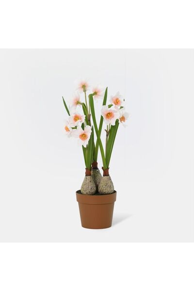 Generic New In Fernza Daffodil Potted Plant White H37Cm