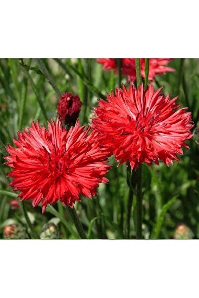 Bloom & Sow Seed بذور زهرة الذرة الحمراء المزدوجة، حبوب زهرة السنتوريا السيني...
