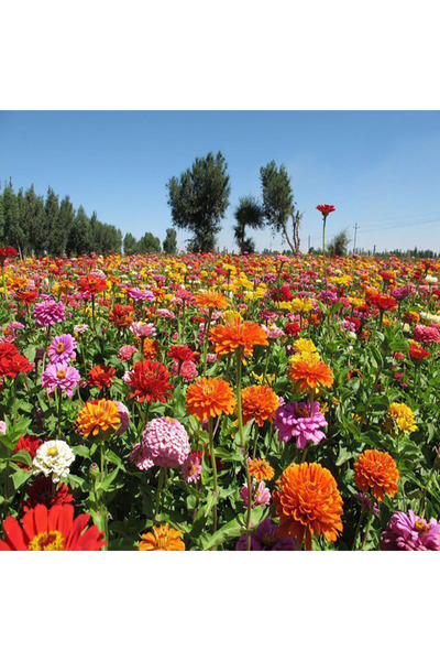 Bloom & Sow Seed بذور زينيا إليجانس متعددة الألوان، فترة إزهار طويلة، مقاومة ...