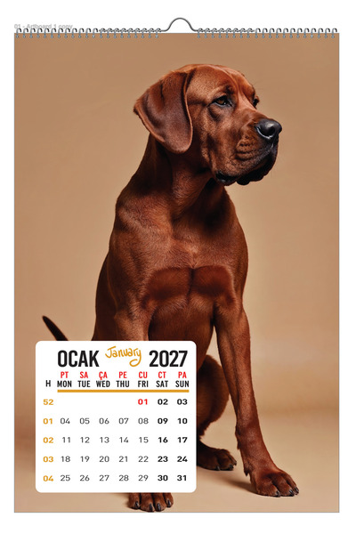 2027 KÖPEK DUVAR TAKVİMİ 33X48 SPİRALLİ VE ASKILI