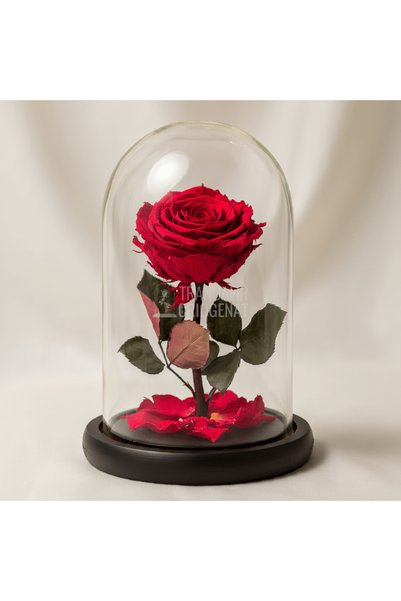 Trandafir Criogenat Trandafir roșu conservat 12 x 25 cm în cupolă