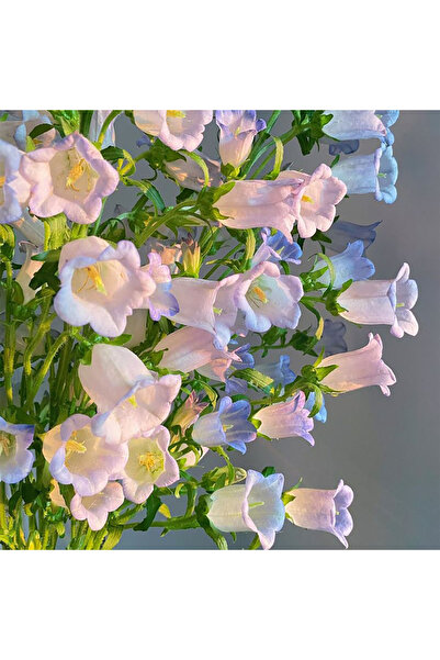 Bloom & Sow Seed Pastel Mixed Bellflower Seeds, Multi‑Color Campanula Elegant...