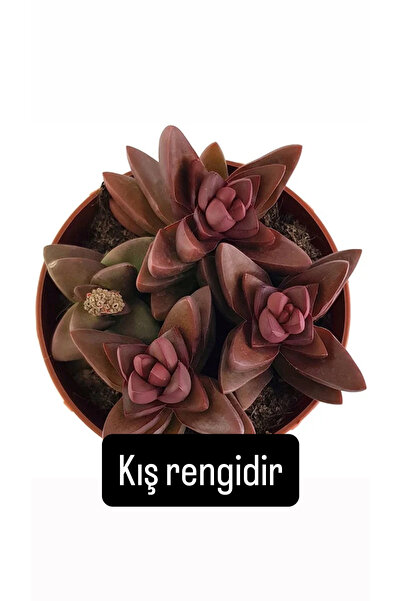 SukuLand Crassula Benjamin kore ithal özel tür sukulent 5,5cm saksıda