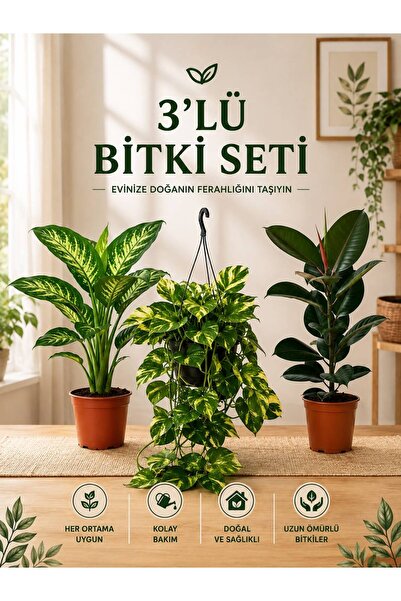 ROSİDA SÜS BİTKİLERİ 3lü BİTKİ SETİ tropik-sarmaşık askılı-kauçuk tekli