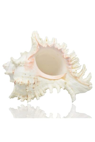 Generic Large Natural Sea Shells, Murex Ramosus shells, Huge Ocean Conch 7-8 ...