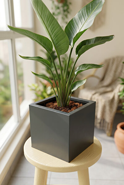 Desen Dekorasyon Zenith 25 cm Kare Küp Metal Saksı - İç & Dış Mekan Modern De...