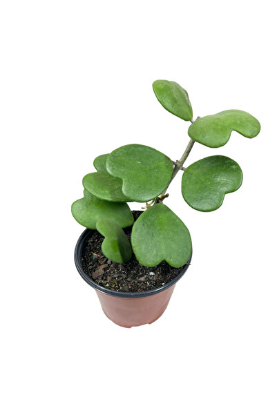 Eufloria Hoya kerrii Ø10cm