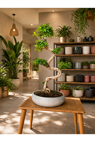 bitkidünyam Taş Saksı S Gövde Ginseng Bonsai 80cm Beyaz